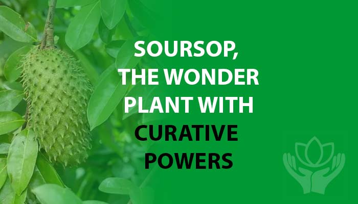 soursop plant health benefits