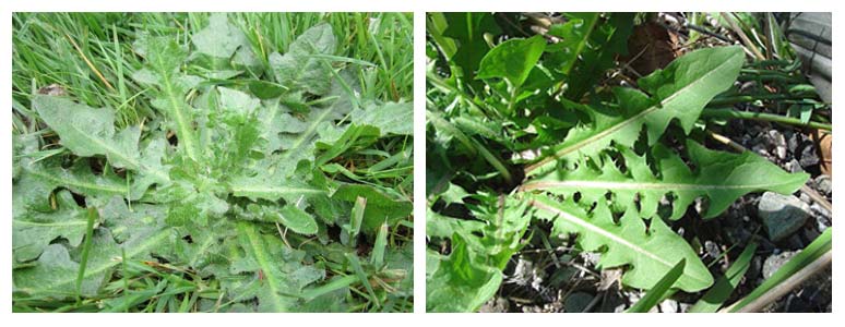 herbal medicine to treat arthritis and rheumatism
