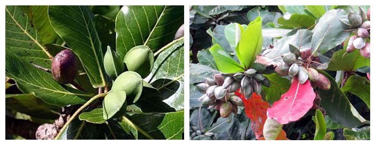 Herbal Medicine for Sickle Cell Disease