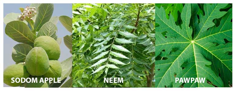 Traditional Medicine for Monkeypox