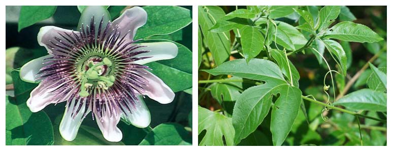 Herbal Treatment for Quitting Smoking