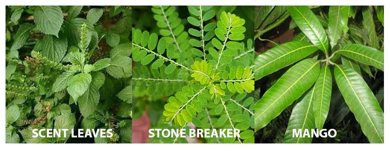 Traditional Medicine for Monkeypox