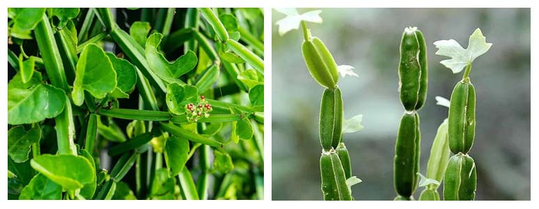 Herbal Cure for Epilepsy Disorder