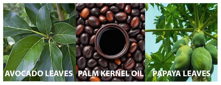 Herbal Treatment for Stroke