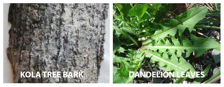 Herbal Treatment for Low Libido in Females