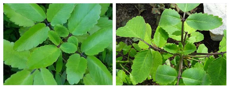 Herbal Treatment for Dry Cough