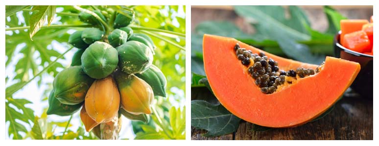 Herbal Treatment for Heart Burn
