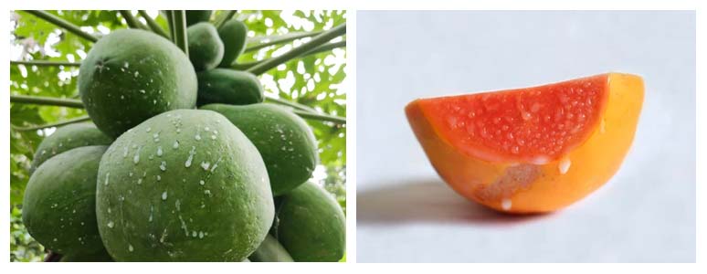 Herbal Medicine for Healing Wounds